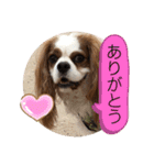 キャバリア♡オリバー⑥（個別スタンプ：23）