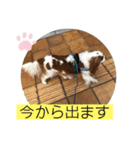 キャバリア♡オリバー⑥（個別スタンプ：24）