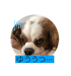 キャバリア♡オリバー⑥（個別スタンプ：25）