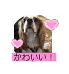 キャバリア♡オリバー⑥（個別スタンプ：27）
