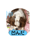 キャバリア♡オリバー⑥（個別スタンプ：31）