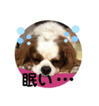 キャバリア♡オリバー⑥（個別スタンプ：37）