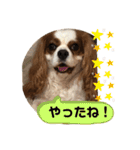 キャバリア♡オリバー⑥（個別スタンプ：38）
