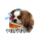 キャバリア♡オリバー⑥（個別スタンプ：39）