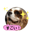 キャバリア♡オリバー⑥（個別スタンプ：40）