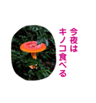 lilili MESHI（個別スタンプ：12）
