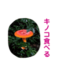 lilili MESHI（個別スタンプ：13）