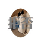 相槌バージョン（個別スタンプ：4）