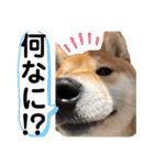 まめすけスタンプ♡（個別スタンプ：13）
