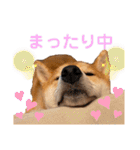 まめすけスタンプ♡（個別スタンプ：38）
