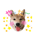 まめすけスタンプ♡（個別スタンプ：39）