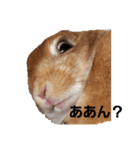 ももちゃんぷぷちゃん（個別スタンプ：1）