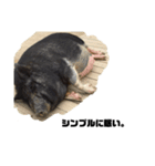 気ままな動物ライフ（個別スタンプ：2）