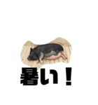 気ままな動物ライフ（個別スタンプ：4）