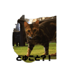 気ままな動物ライフ（個別スタンプ：7）