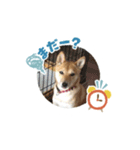 さくら＆りり（個別スタンプ：22）