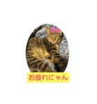 翔びま～す（個別スタンプ：3）