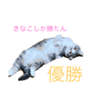 喜奈子さん（個別スタンプ：6）