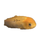 金魚です（個別スタンプ：4）