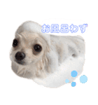 ポメラニアン ぷぅくんのスタンプ（個別スタンプ：10）
