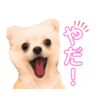ポメラニアン ぷぅくんのスタンプ（個別スタンプ：33）