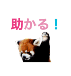 レッサーパンダがあなたを癒します！日本語（個別スタンプ：15）