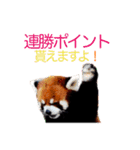 レッサーパンダ愛好家と入間市民の皆さんに（個別スタンプ：24）