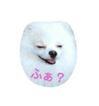 ポメラニアンおこわ（個別スタンプ：2）