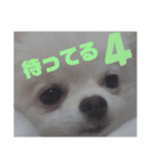 ポメラニアンおこわ（個別スタンプ：8）