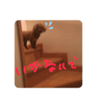 トイプードルコロンの活躍（個別スタンプ：8）
