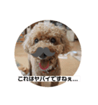 トイプードルコロンの活躍（個別スタンプ：9）
