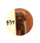 トイプードルコロンの活躍（個別スタンプ：10）