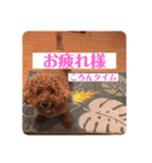 トイプードルコロンの活躍（個別スタンプ：12）
