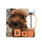 トイプードルコロンの活躍（個別スタンプ：13）