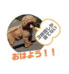トイプードルコロンの活躍（個別スタンプ：14）