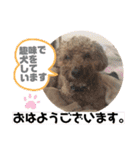 トイプードルコロンの活躍（個別スタンプ：18）