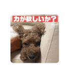 トイプードルコロンの活躍（個別スタンプ：19）