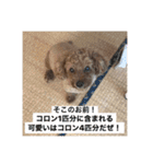 トイプードルコロンの活躍（個別スタンプ：20）
