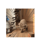 トイプードルコロンの活躍（個別スタンプ：22）