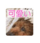 トイプードルコロンの活躍（個別スタンプ：24）