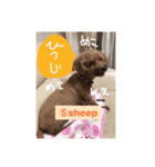 トイプードルコロンの活躍（個別スタンプ：26）
