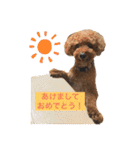 トイプードルコロンの活躍（個別スタンプ：28）