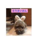 トイプードルコロンの活躍（個別スタンプ：30）