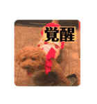 トイプードルコロンの活躍（個別スタンプ：33）