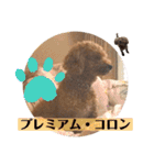 トイプードルコロンの活躍（個別スタンプ：34）
