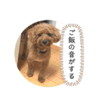 トイプードルコロンの活躍（個別スタンプ：35）