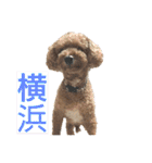 トイプードルコロンの活躍（個別スタンプ：36）