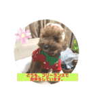 トイプードルコロンの活躍（個別スタンプ：39）