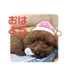 トイプードルコロンの活躍（個別スタンプ：40）