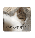 猫様は主人。（個別スタンプ：5）